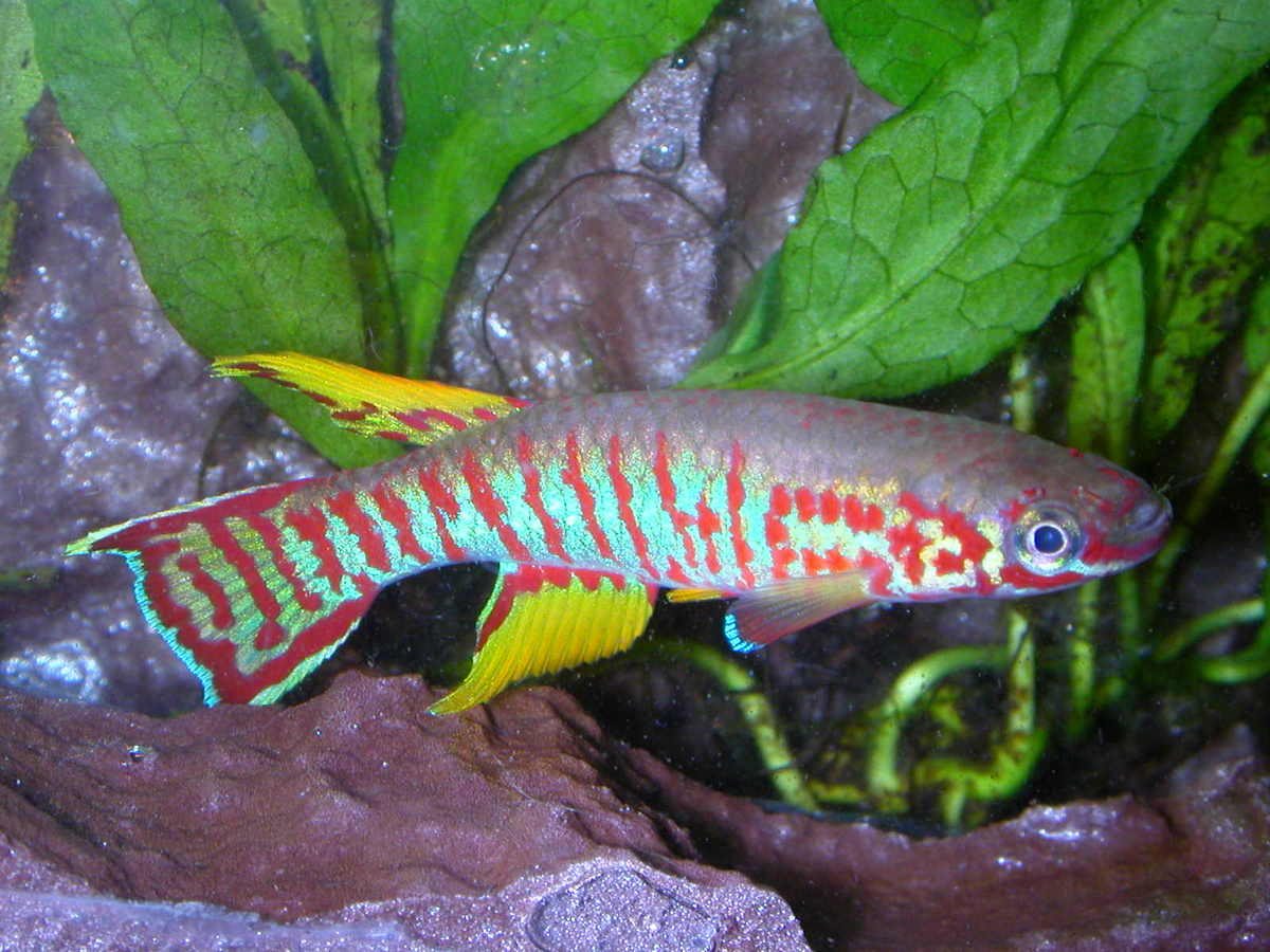 Aphyosemion elberti