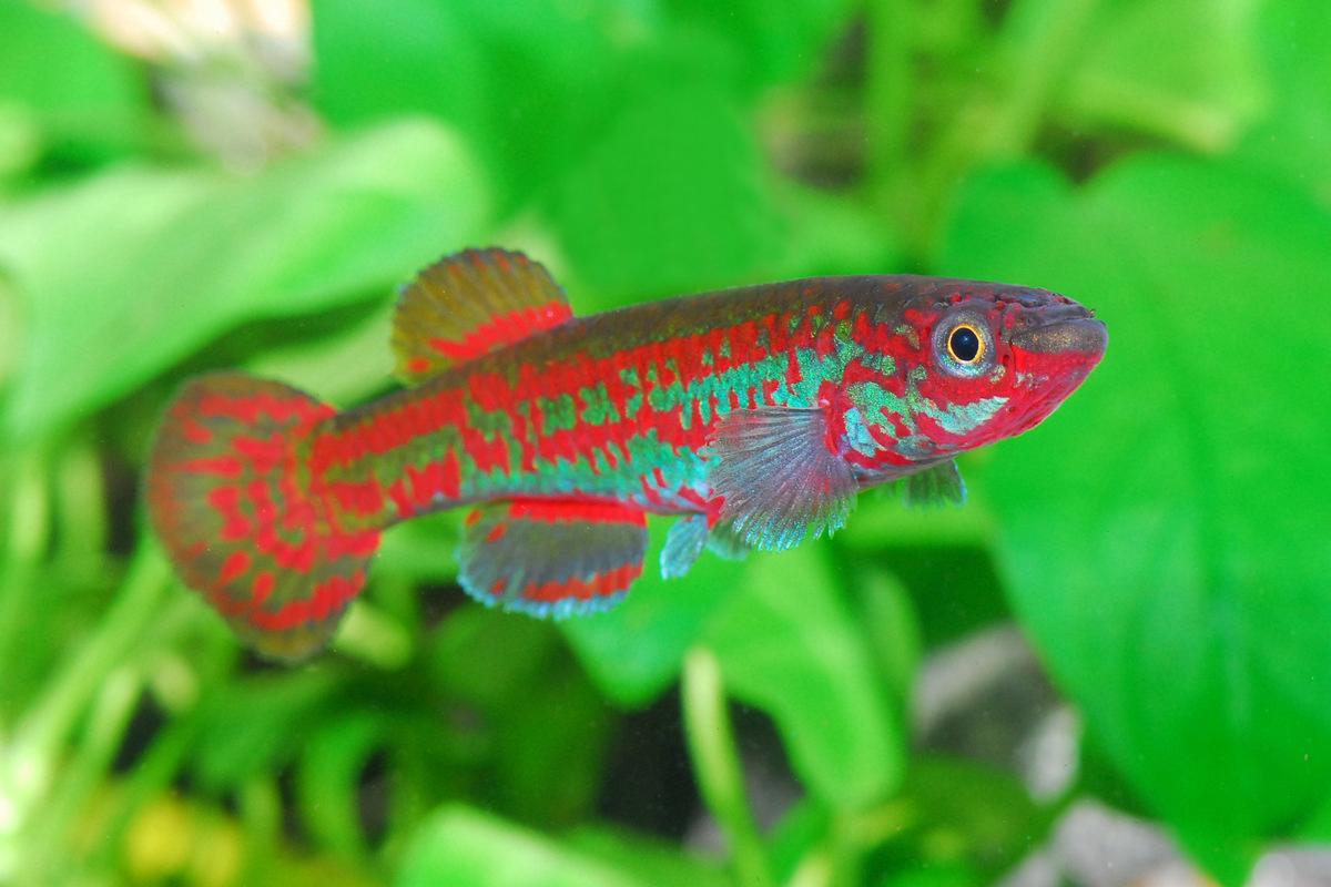 Aphyosemion exigoideum