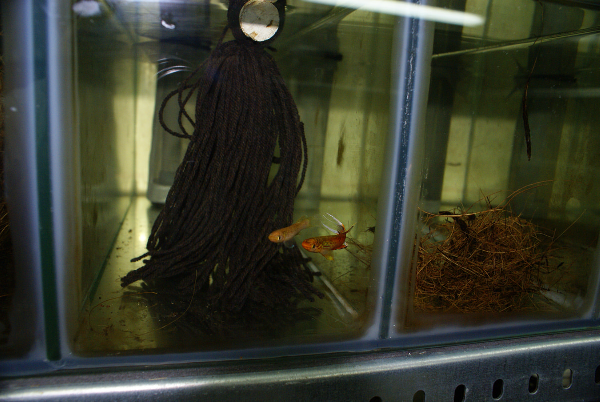Aquarium avec mop et couple de killis