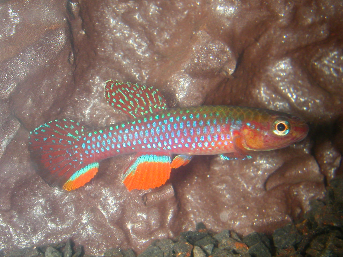 Diapteron georgiae