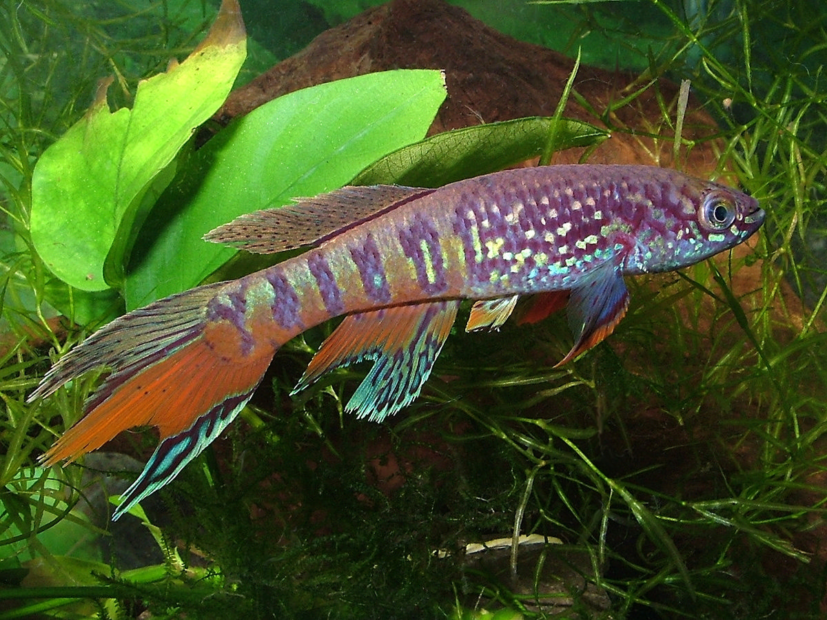 Fundulopanchax sjoestedti