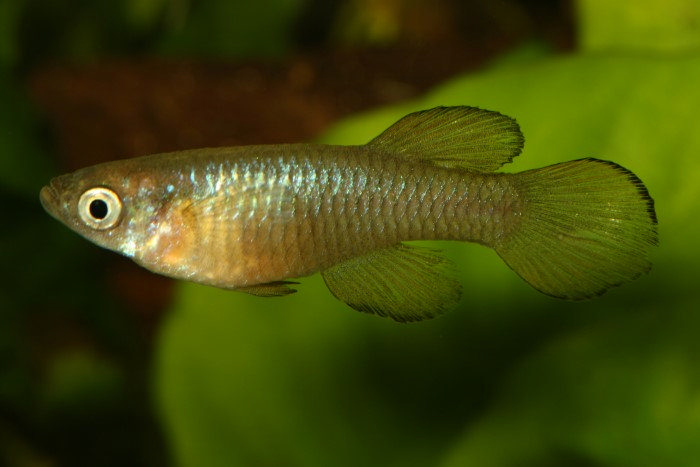 Lacustricola kassanjensis