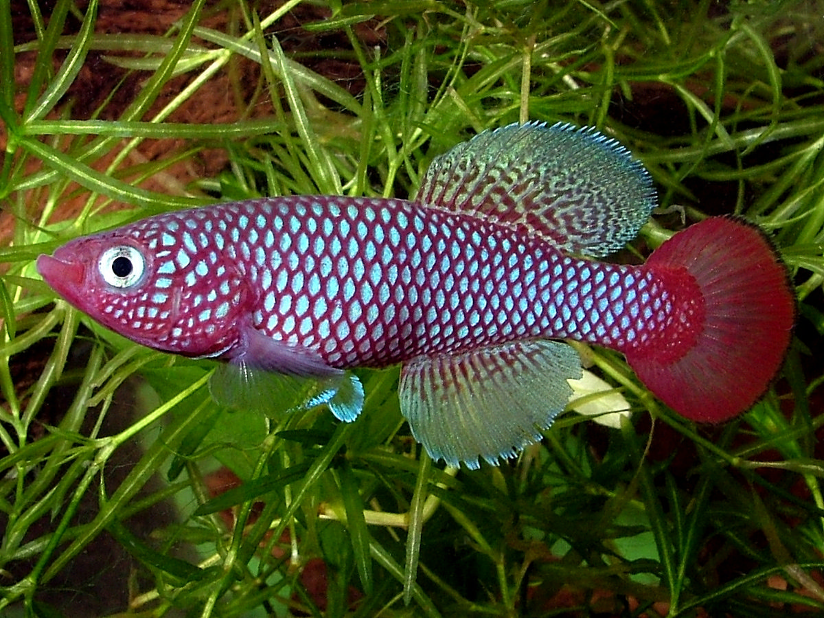 Nothobranchius spec.
