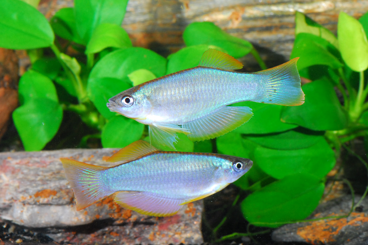 Procatopus similis