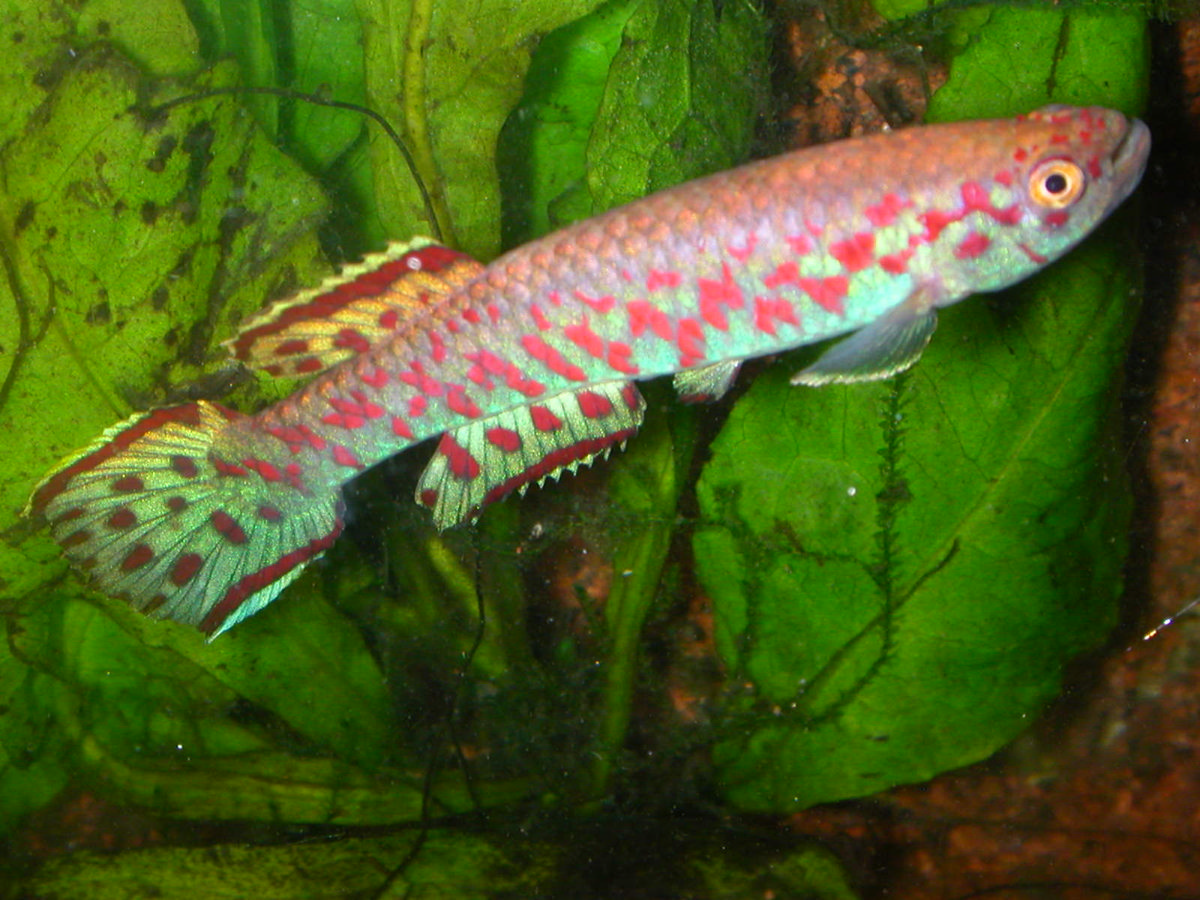 Roloffia liberiense