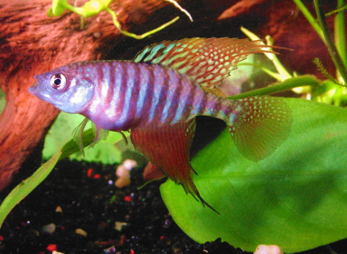 Simpsonichthys flagellatus