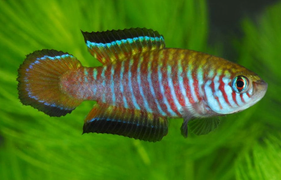 Simpsonichthys parallelus